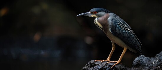 Fototapeta premium Malayan Night Heron also known as Gorsachius Melanolophus captured in a photo with plenty of copy space