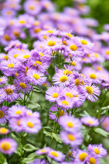 Nature background with spring flowers. Selective and soft focus. Close up.