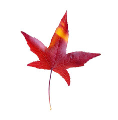 Autumn maple leaf isolated on on transparent background. Png file