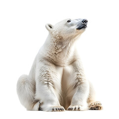 Majestic Polar Bear in Contemplative Pose Against Pristine White Background Transparent PNG