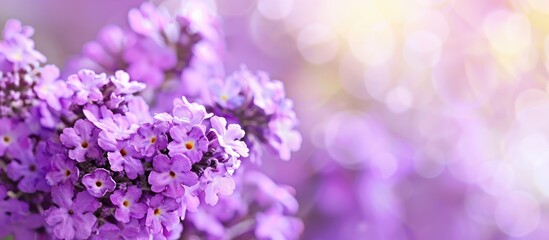 Fototapeta premium Purple verbena flowers with a copy space image.