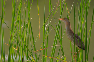 Cinnamon bittern standing in the glass