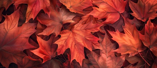 Take captivating close up photos of vibrant autumn maple leaves Showcase the intricate beauty of nature with this perfect option for fall projects or decorations featuring copy space image