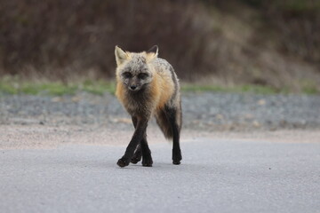 Red fox (Vulpes vulpes)  Newfoundland, Canada