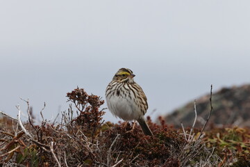 Savannah Sparrow (Passerculus sandwichensis)  Newfoundland and Labrador, Canada