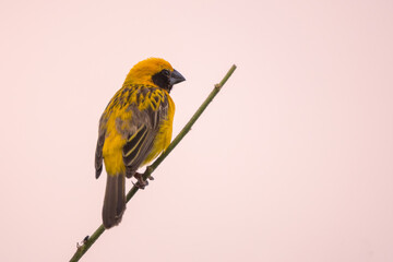 Baya Weaver in the nature of glass filed in Thailand