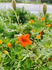 orange flower in the garden