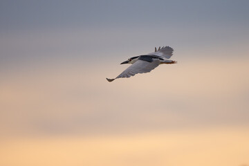 Black-crowned night heron flying