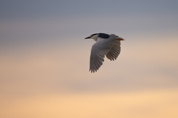 Black-crowned night heron flying