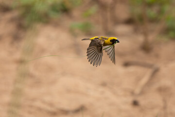 Baya Weaver in the nature of glass filed in Thailand