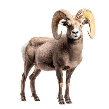 Magnificent Desert Bighorn Ram Standing Tall on Rocky Mountain Terrain