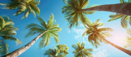 Low angle view of tropical coconut palm trees against a clear blue sky ideal for a copy space image