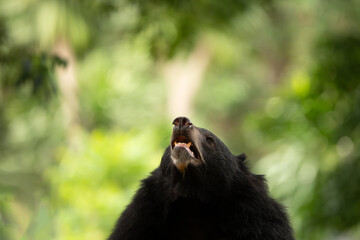 asian black bear close up on the face