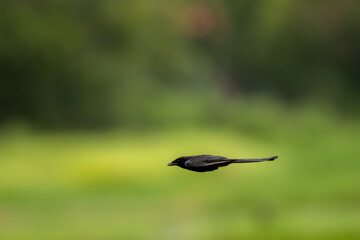 Greater Racket-tailed Drongo in the forest
