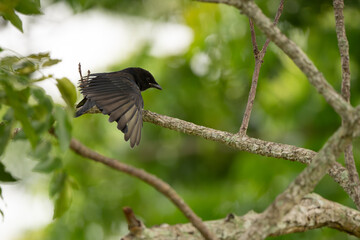 Obraz premium Greater Racket-tailed Drongo in the forest