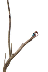 White-throated Kingfisher in the rice field