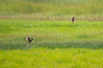 Watercock in the rice field