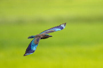 Indochinese roller flying in the sky againt rice filed