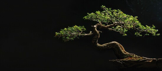 Night photo of bonsai tree branches against black background with copy space image.
