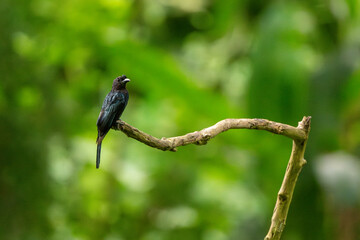 Greater Racket-tailed Drongo in the forest