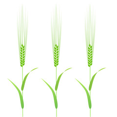 Three barleys with green ears