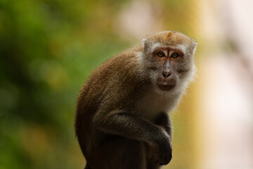 Portrait of a macaque monkey