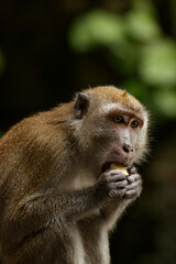 Portrait of a macaque monkey eating food