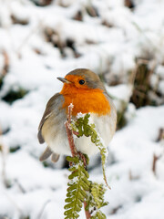 robin in snow