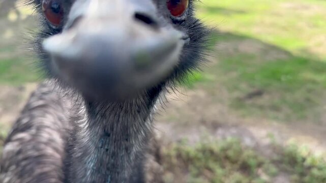 portrait of a ostrich