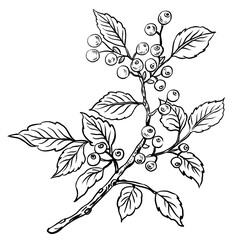Coloring Page Nature Branch In Vector