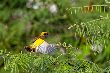 Baya Weaver in the nature of glass filed in Thailand