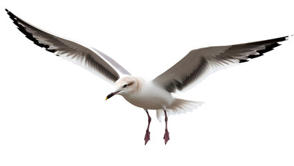 Obraz premium seagull isolated on white