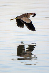 Cinnamon bittern hunting fish and flying above the water