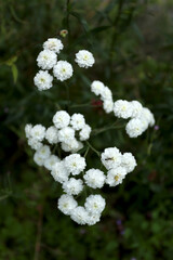 Branche de fleurs achillées blanches © luzulee