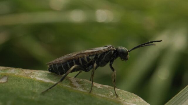 insecte mouche