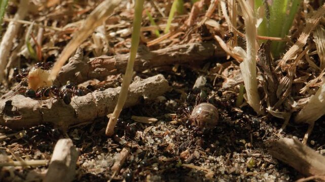 fourmis attaquent cloporte