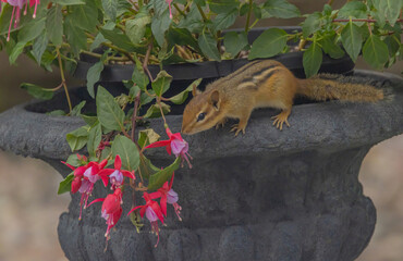 The Chipmunk And The Fuchsia Plant