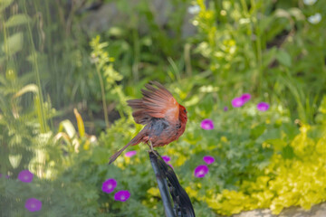Northern Cardinal About To Take Flight