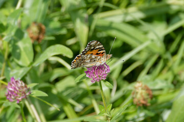 Painted Lady (Vanessa Cardui) Butterfly perched on pink flower in Zurich, Switzerland
