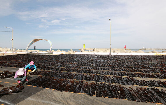 Chiram-ri, Gijang-gun, Busan, South Korea - May 14, 2022: Two female workers are working with kelp to dry on concrete floor against breakwater and the sea at Chilam Port