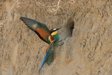 European Bee-eater feeding its young baden wuerttemberg germany
