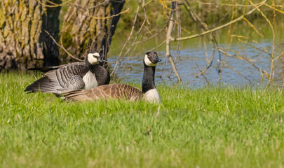 Comparing A Canada Goose Versus A Barnacle Goose