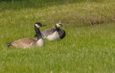 Comparing A Canada Goose Versus A Barnacle Goose