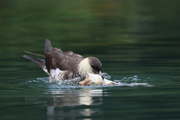 pomarine jaeger (Stercorarius pomarinus) resting on migration in bad urach germany