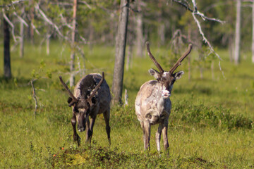 two curious reindeer