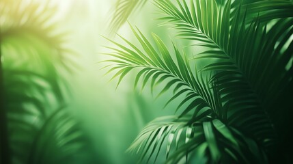 Serene Tropical Atmosphere with Lush Green Foliage and Light