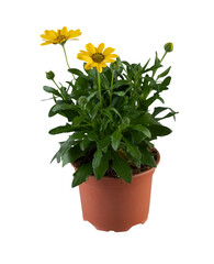 Osteospermum African Daisy fresh flowers in pots cut out isolated transparent background