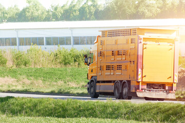 Livestock transportation truck on rural road