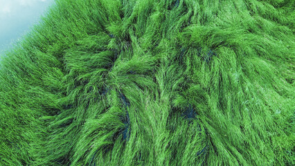 Dense vibrant marshland with tall green reeds