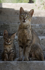 Close-up portrait of a cat and a small kitten